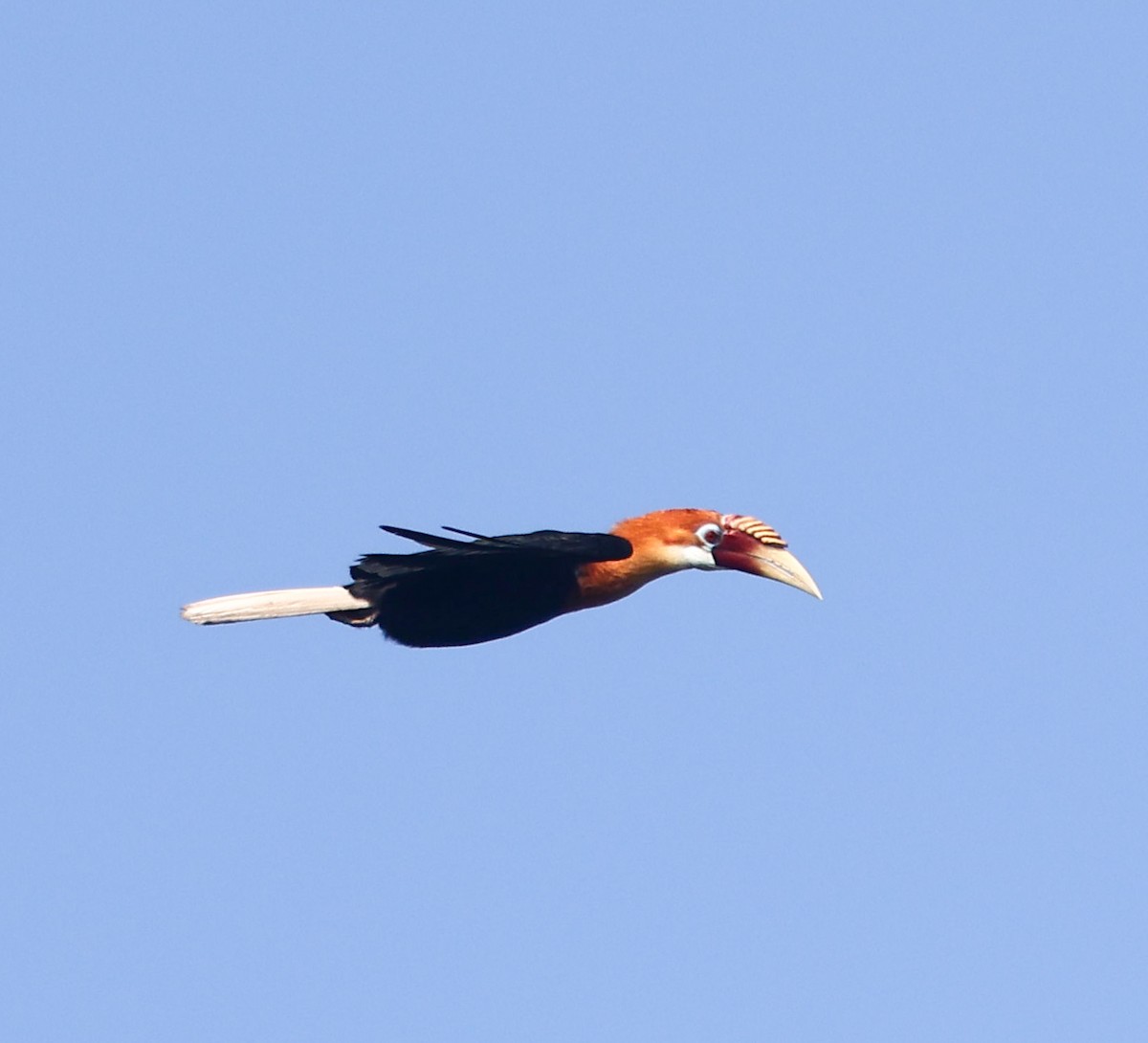 Narcondam Hornbill - ML632257862