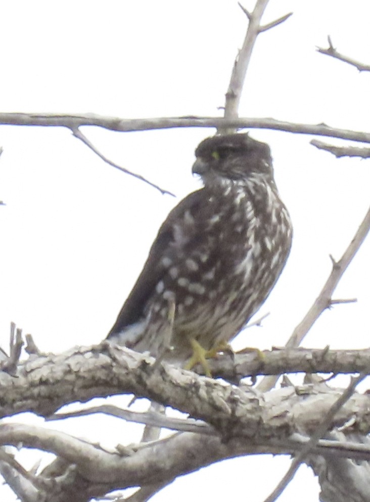 Merlin - ML632258040