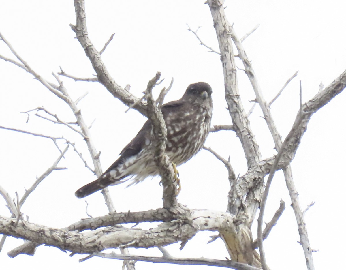 Merlin - ML632258041