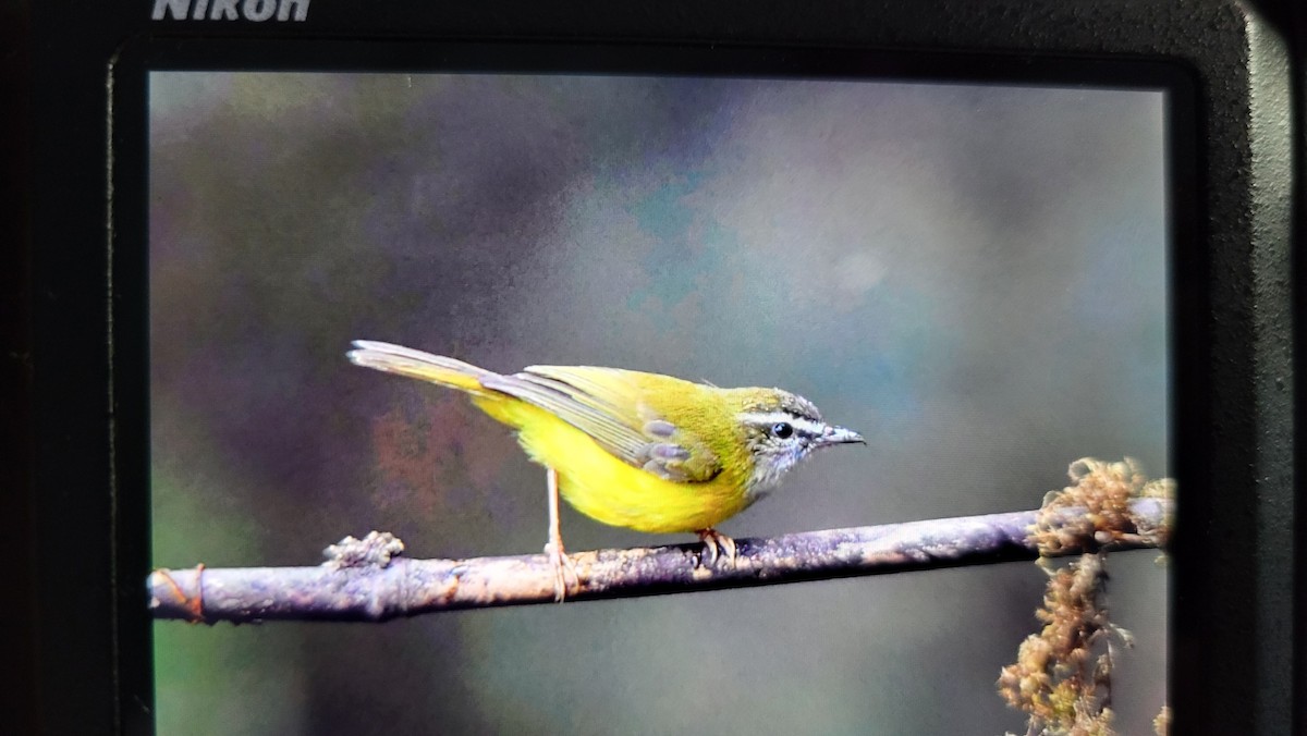 Yellow-bellied Warbler - ML632258091
