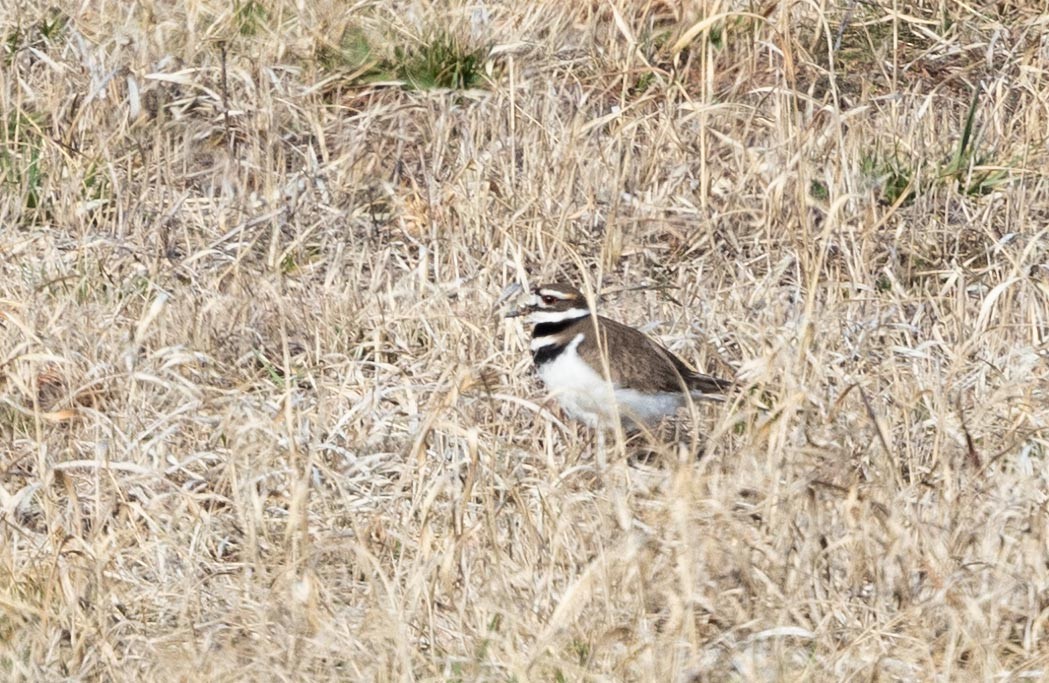 tobeltelo - ML632258216