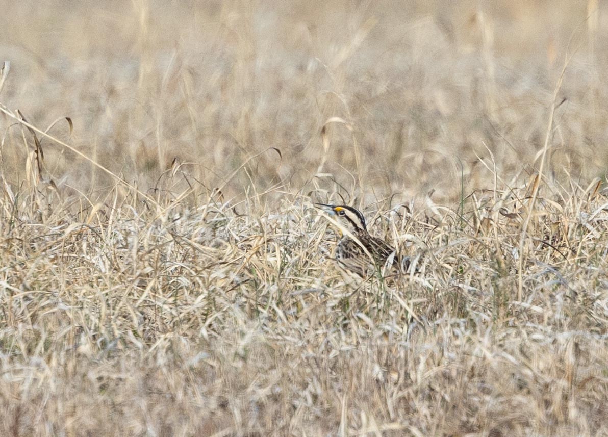 englerketrupial - ML632258222