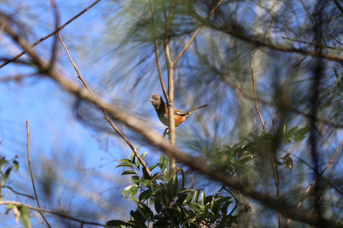 Eastern Towhee - ML632258501