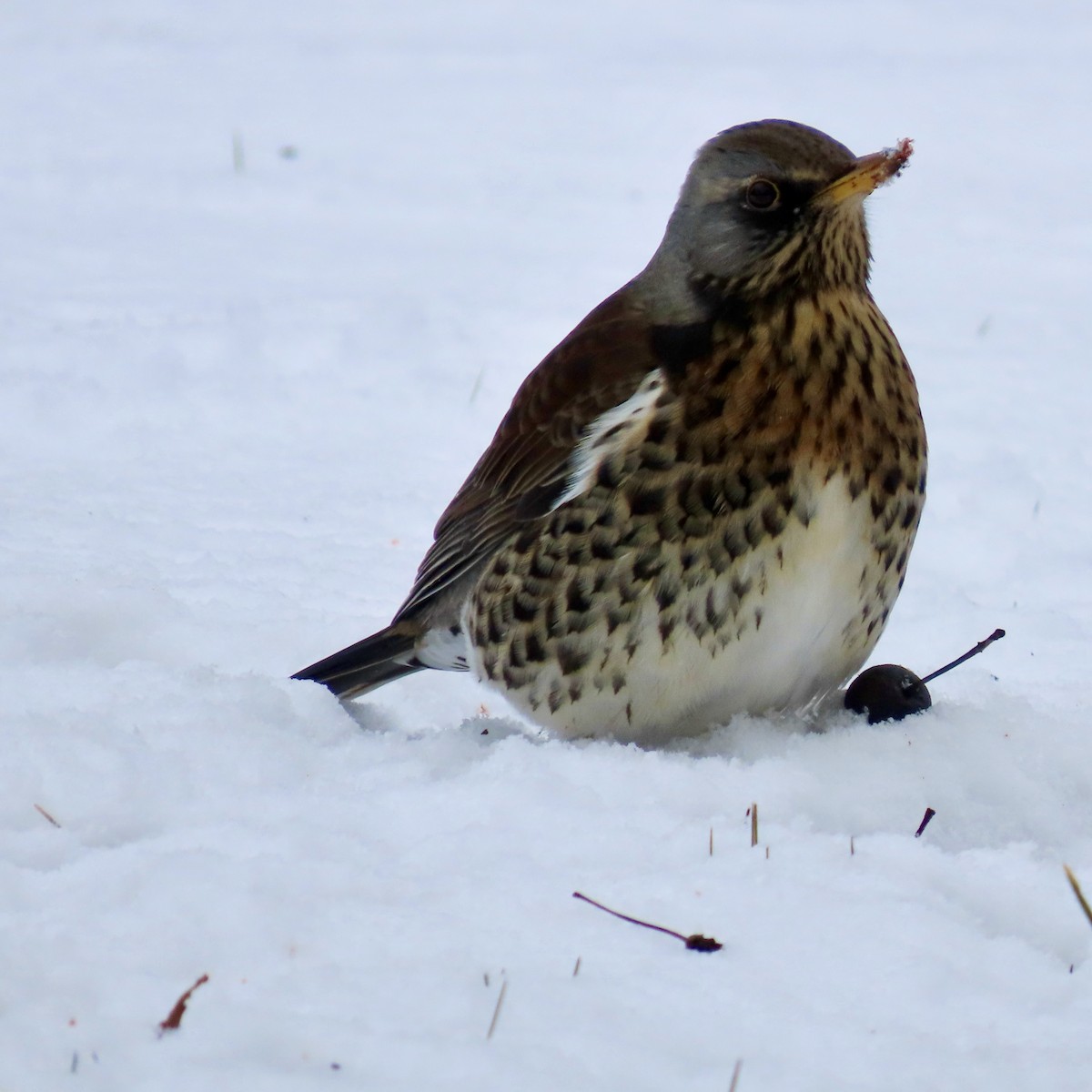 ノハラツグミ - ML632258511