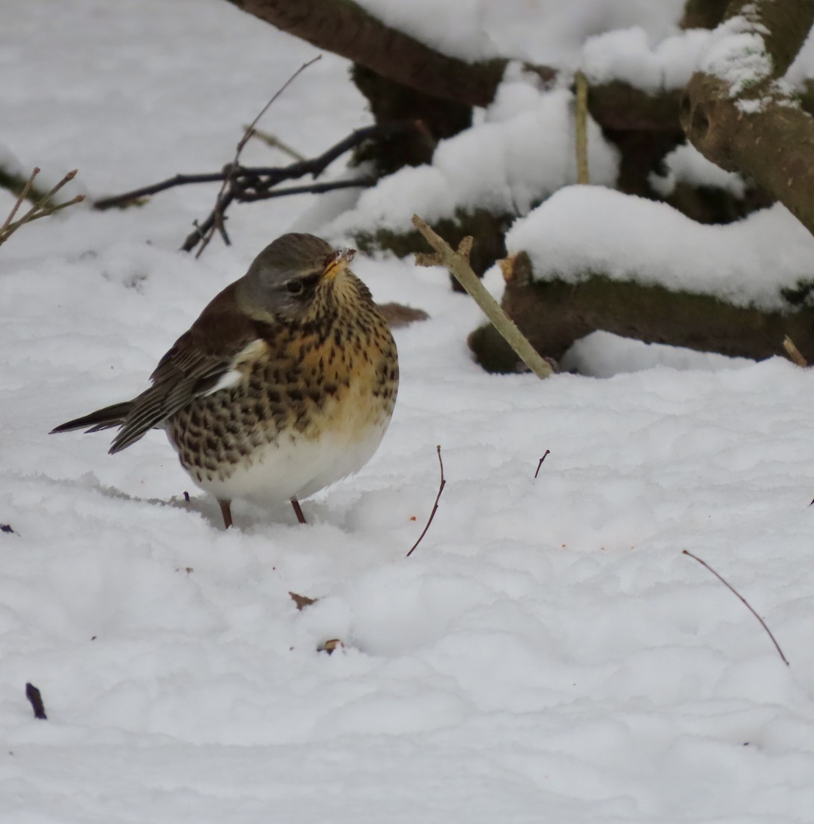 ノハラツグミ - ML632258512