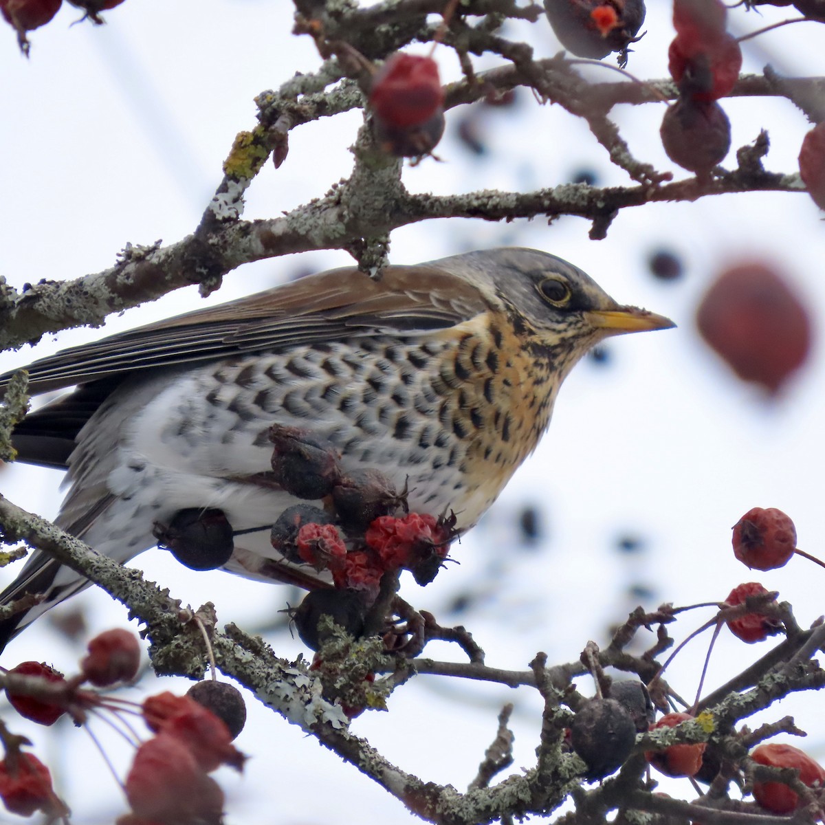 ノハラツグミ - ML632258513