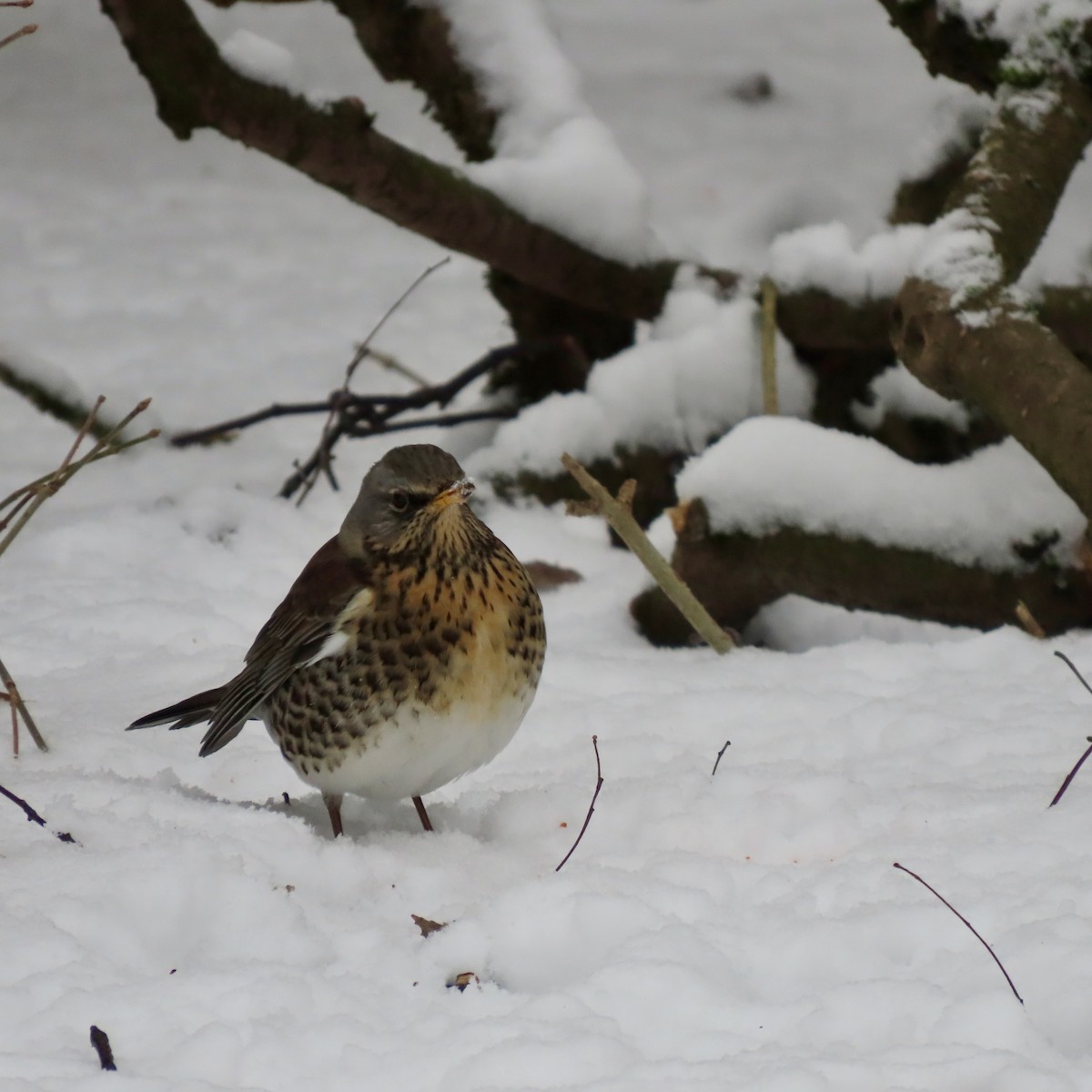 ノハラツグミ - ML632258514