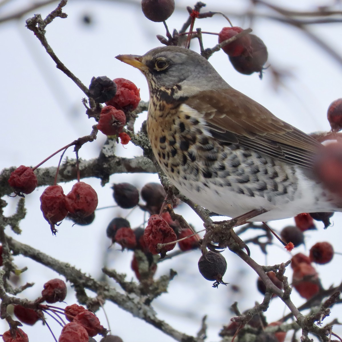 ノハラツグミ - ML632258515