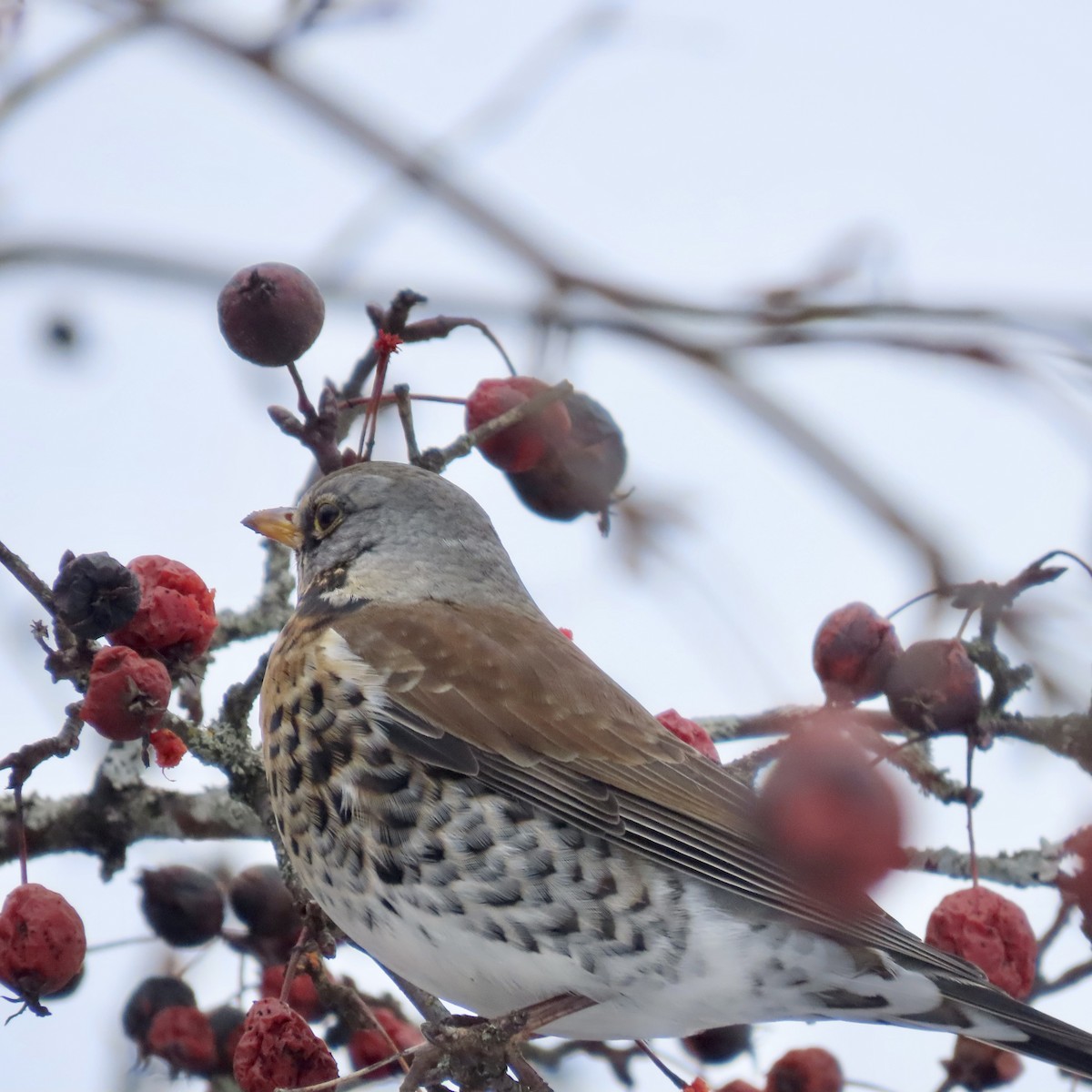 ノハラツグミ - ML632258516