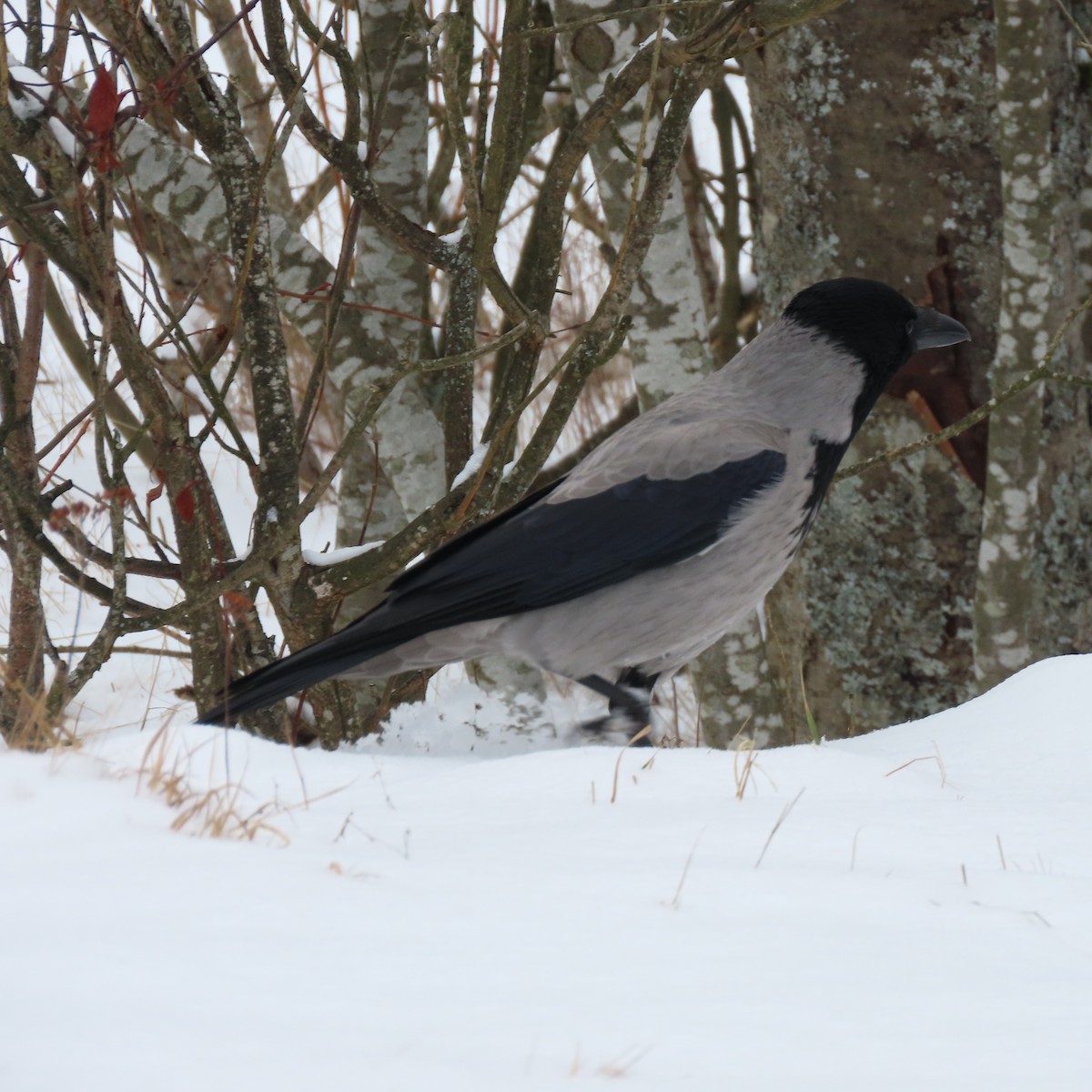 ズキンガラス - ML632258520