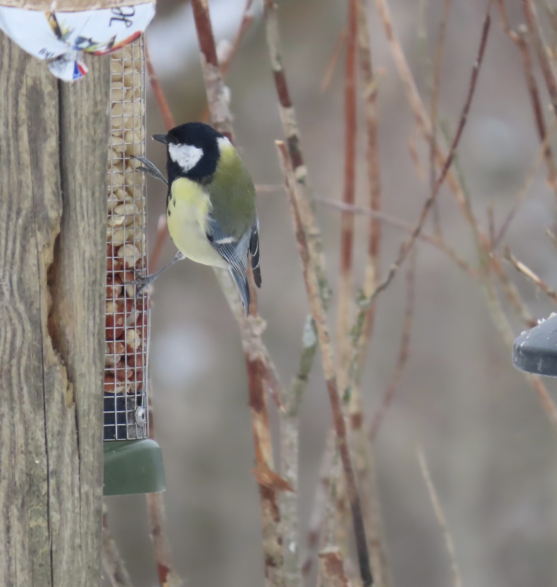 ヨーロッパシジュウカラ - ML632258528