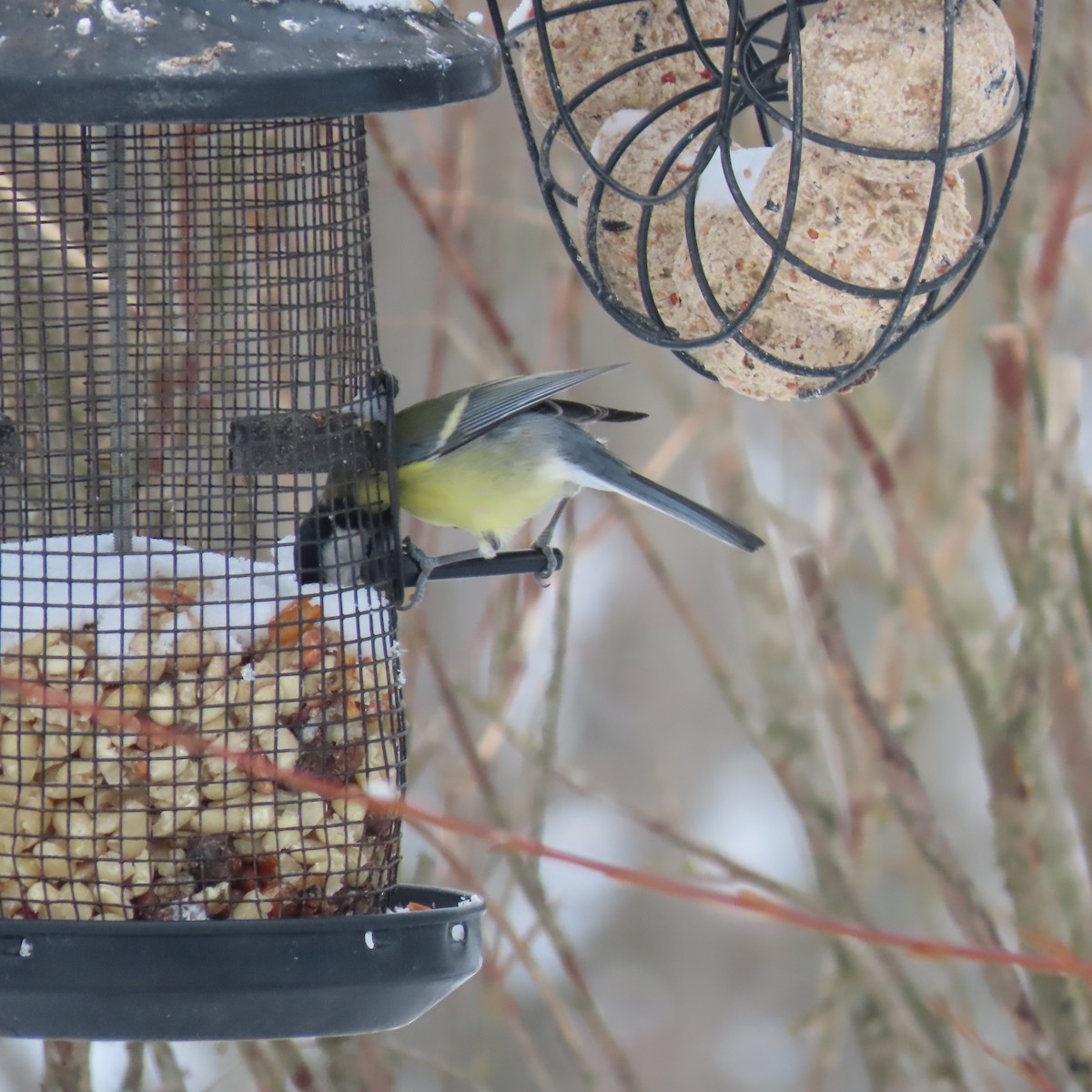 ヨーロッパシジュウカラ - ML632258530