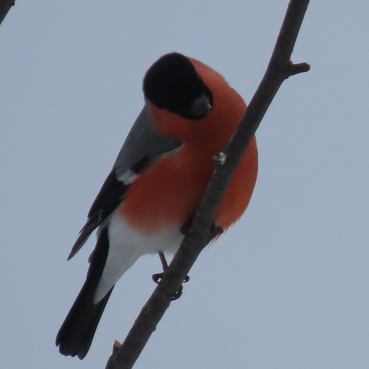 ウソ - ML632258539