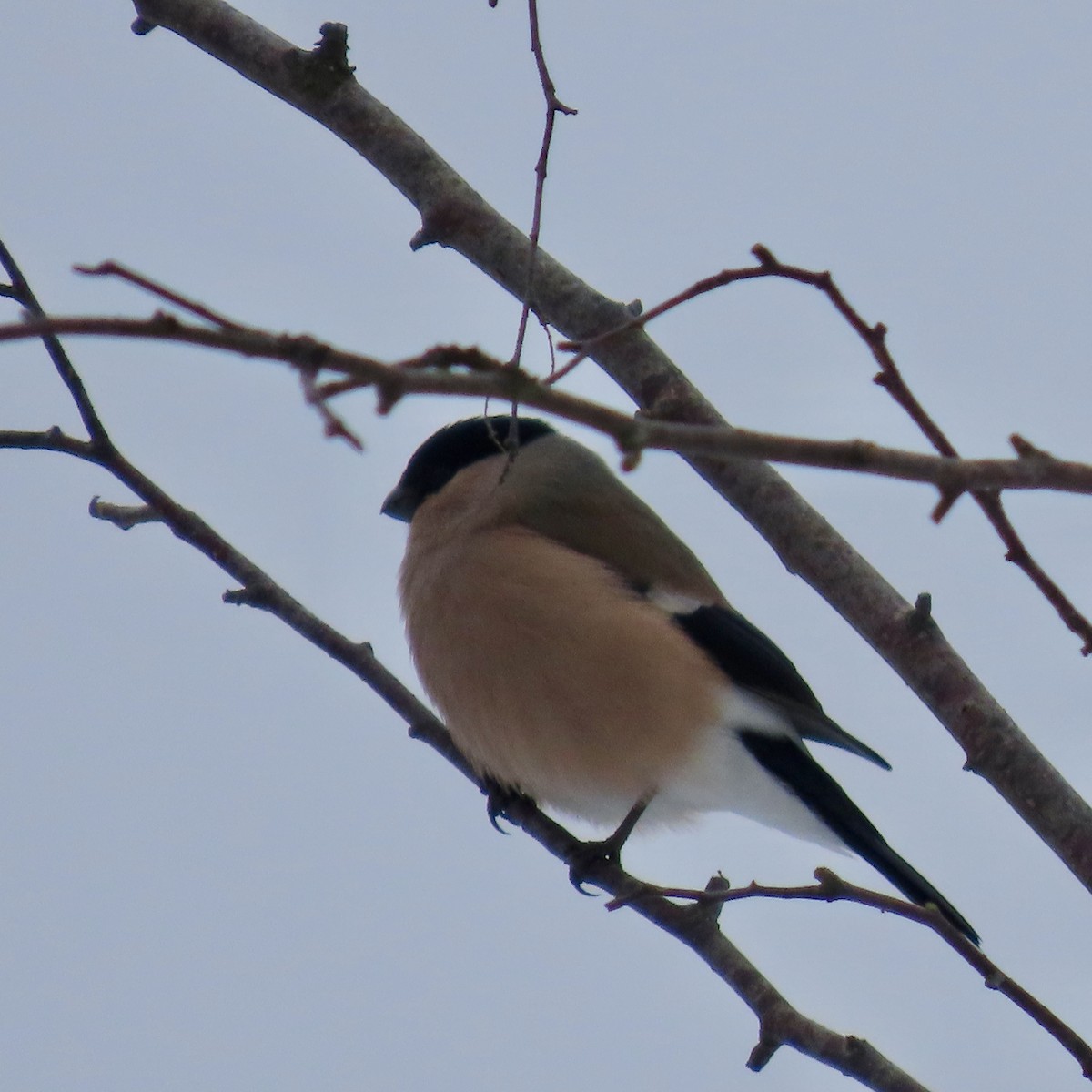 ウソ - ML632258540