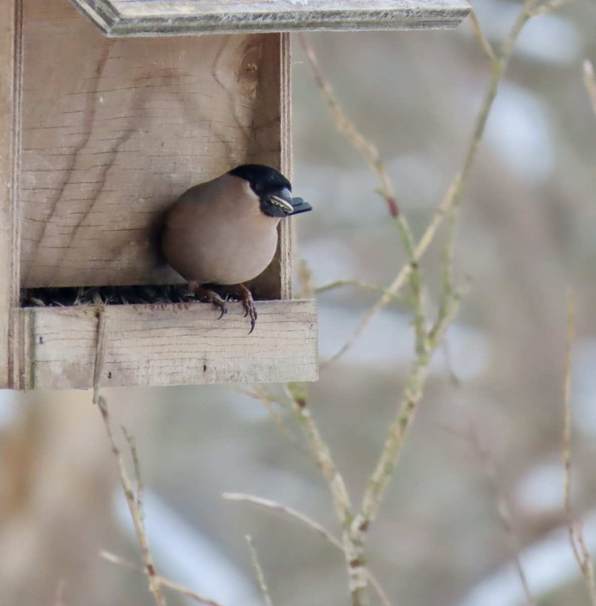 ウソ - ML632258541