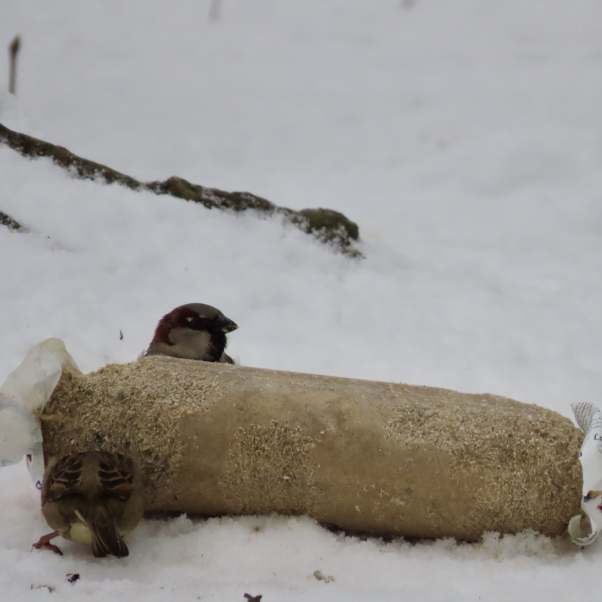 イエスズメ - ML632258588