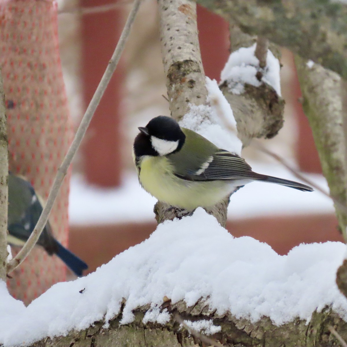 ヨーロッパシジュウカラ - ML632258610