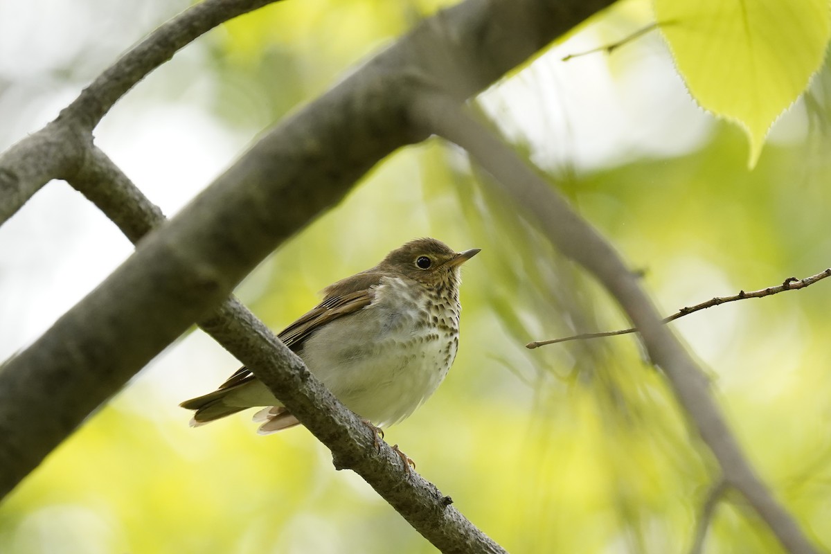 Swainson's Thrush - ML632258785