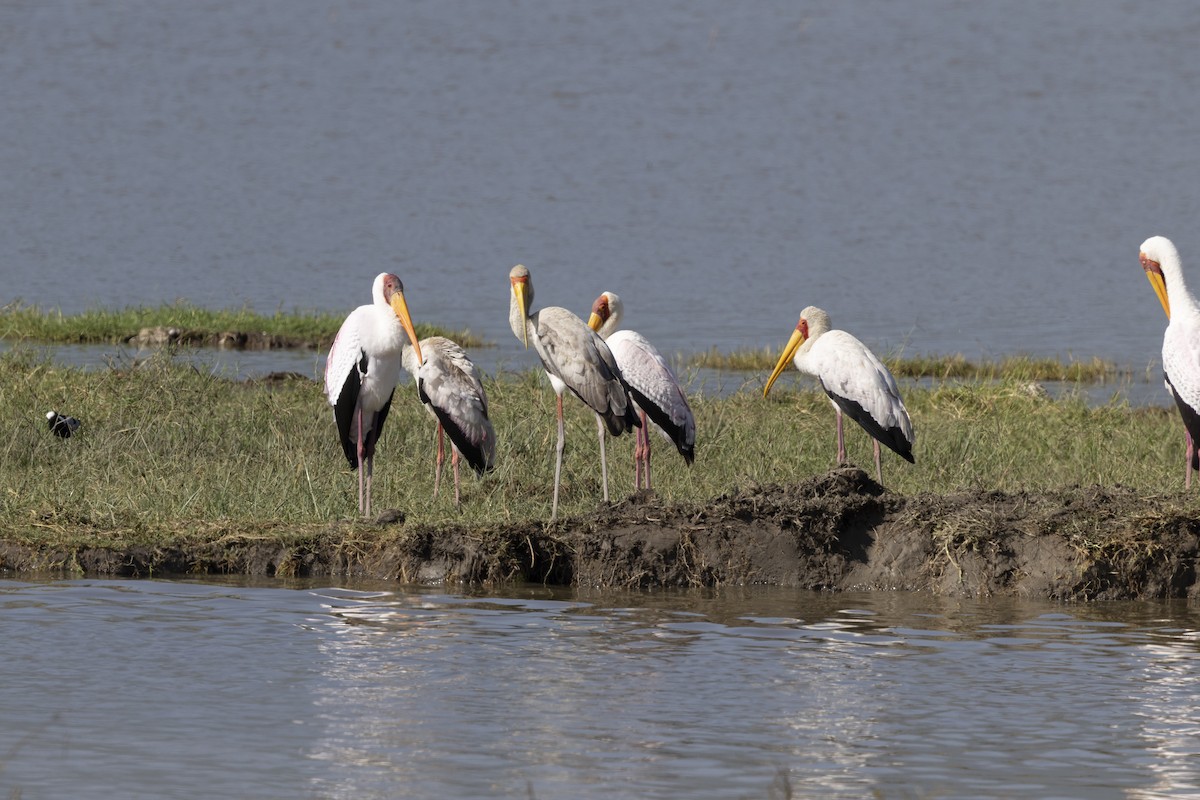 Yellow-billed Stork - ML632258878
