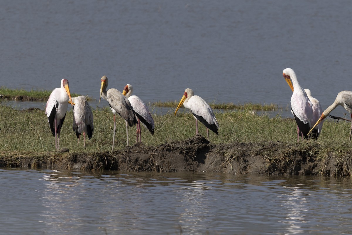 Yellow-billed Stork - ML632258879