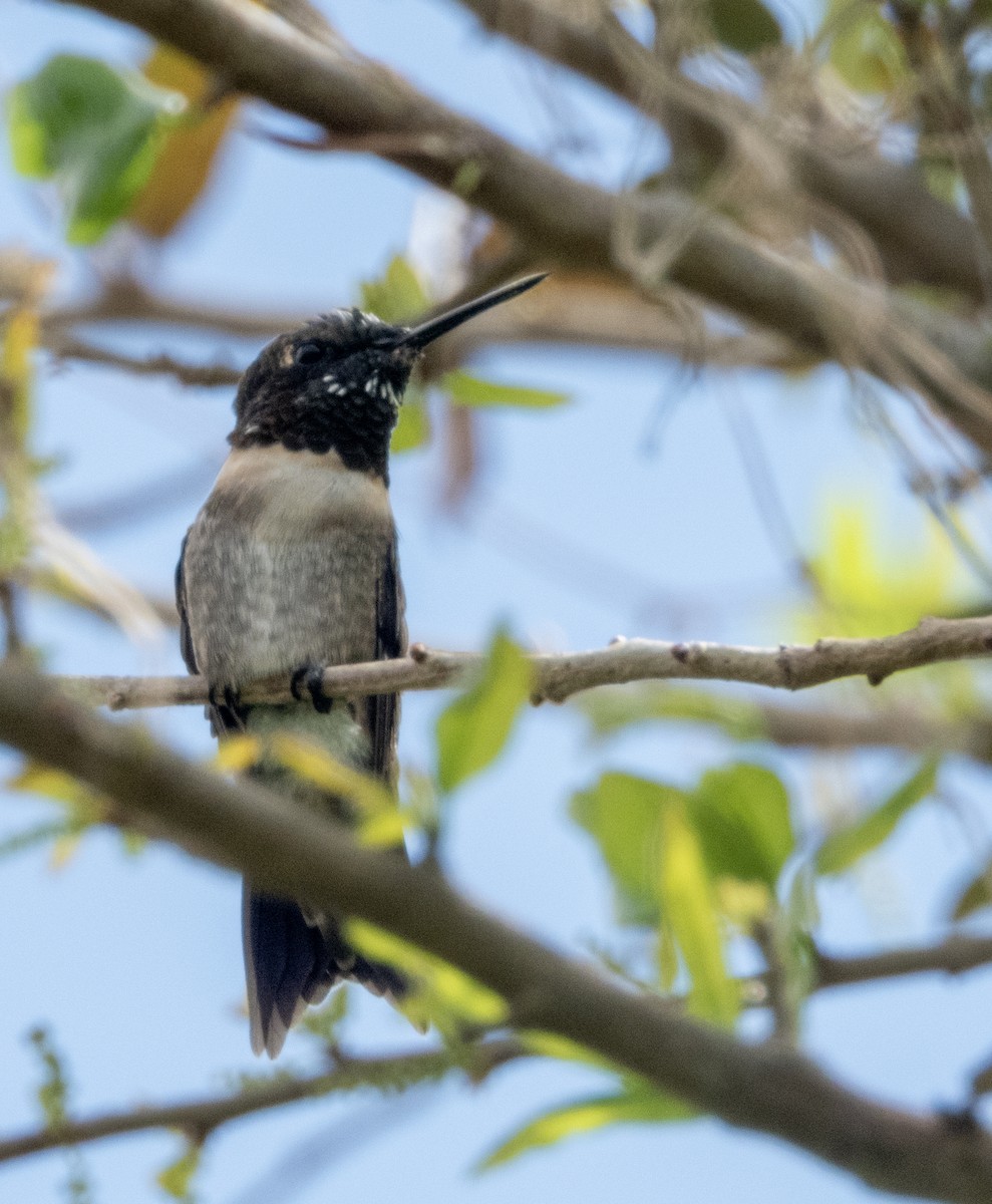 eBird Checklist - 16 Mar 2025 - 24655 SW 112th Ave, Homestead US-FL 25. ...