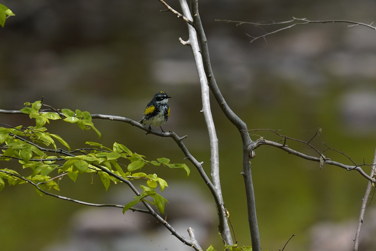 Yellow-rumped Warbler - ML632258932