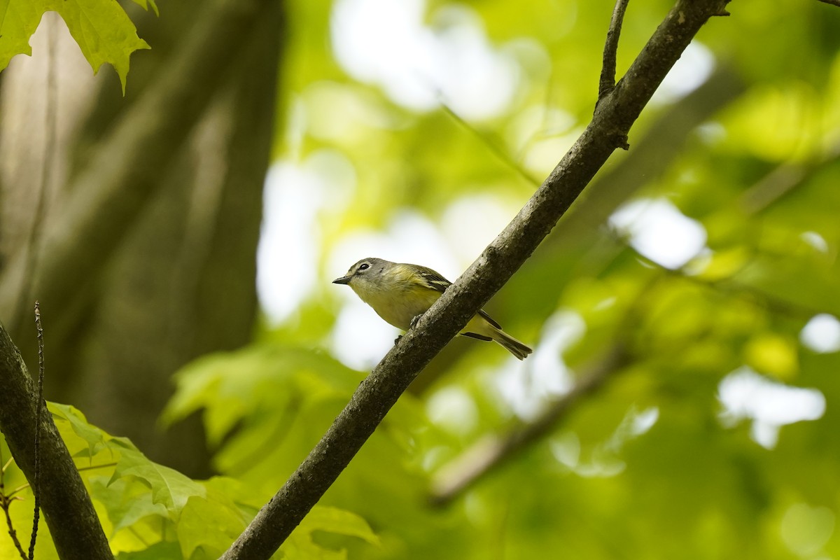 Blue-headed Vireo - ML632258961