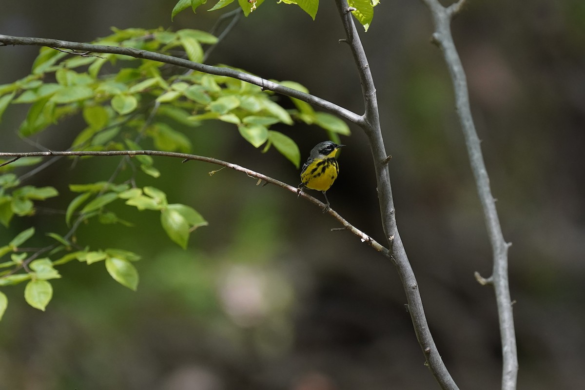 Magnolia Warbler - ML632258997