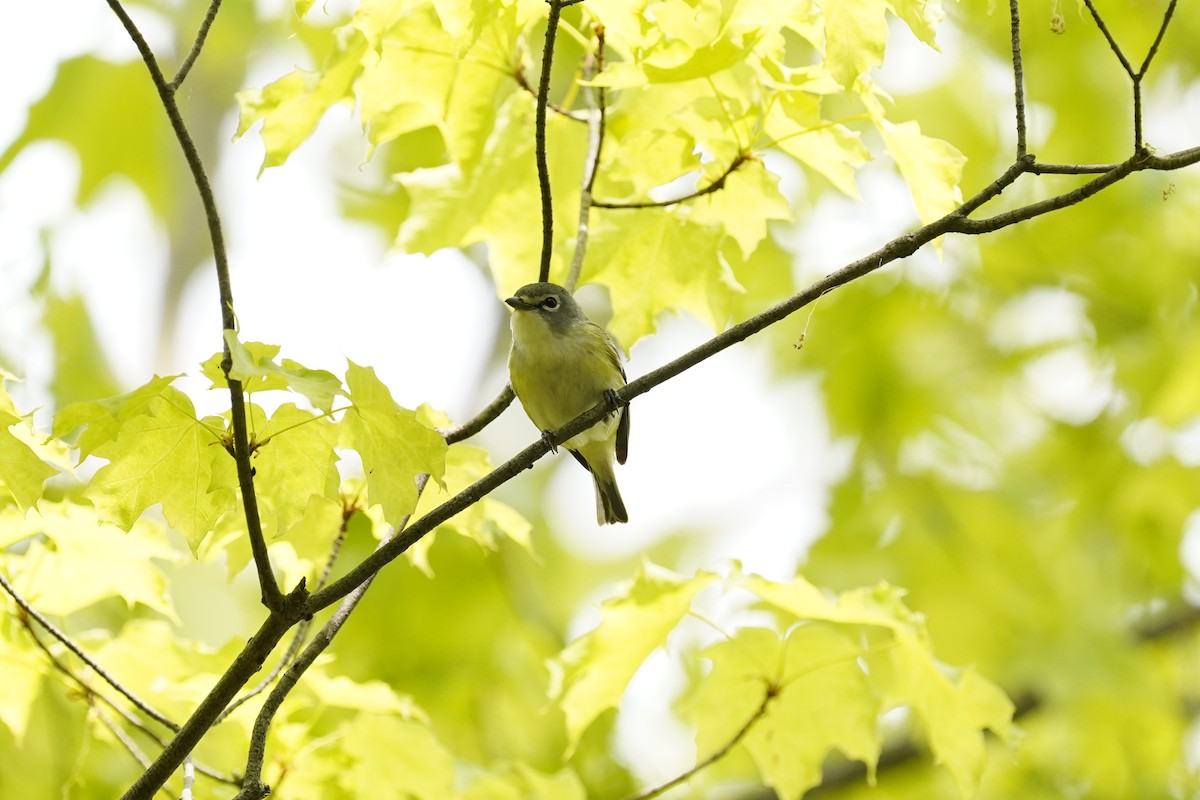 Blue-headed Vireo - ML632259006