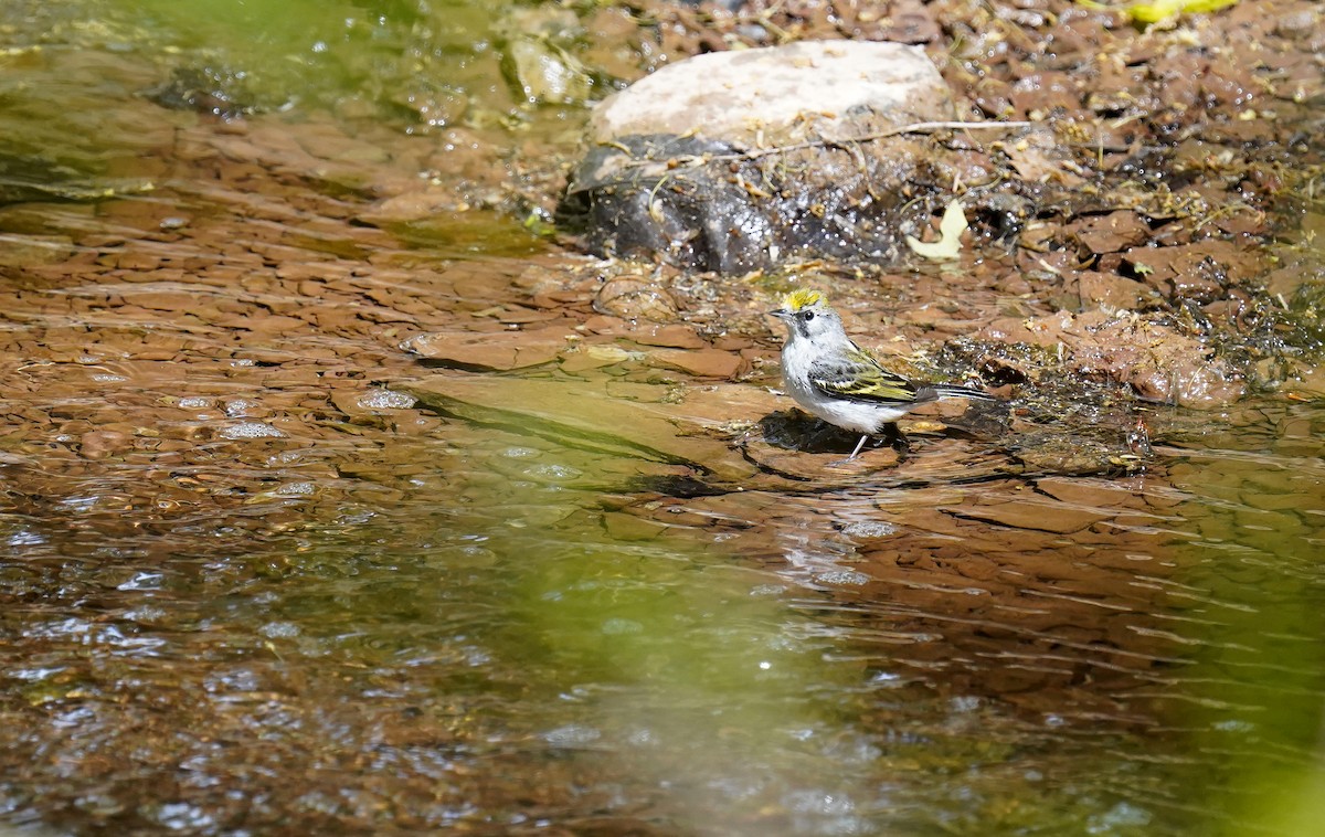Chestnut-sided Warbler - ML632259082