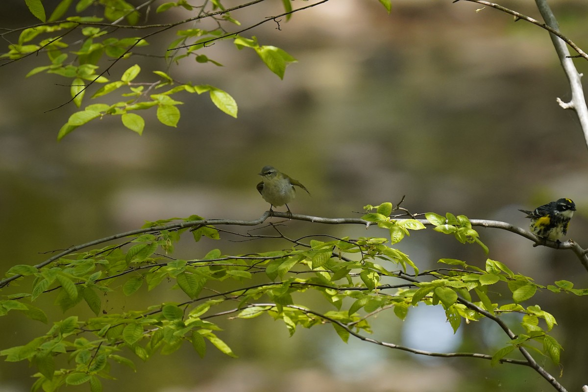 Tennessee Warbler - ML632259118