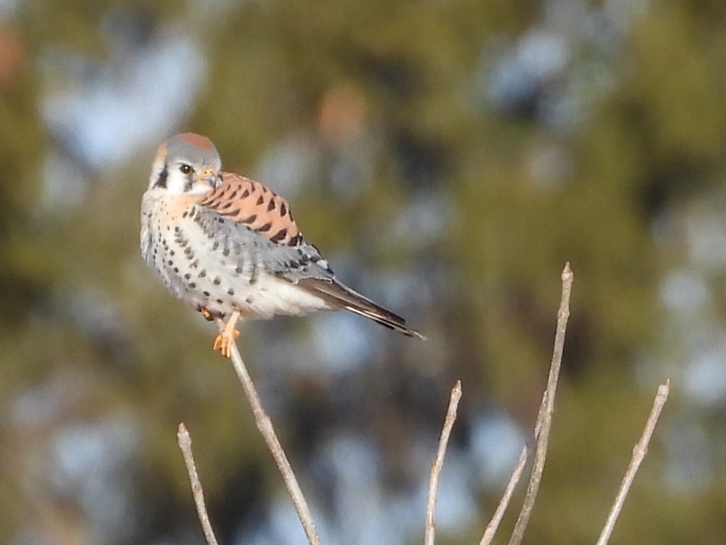 American Kestrel - ML632259211