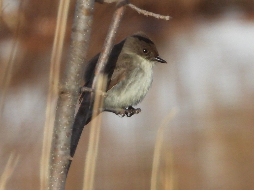 Eastern Phoebe - ML632259214