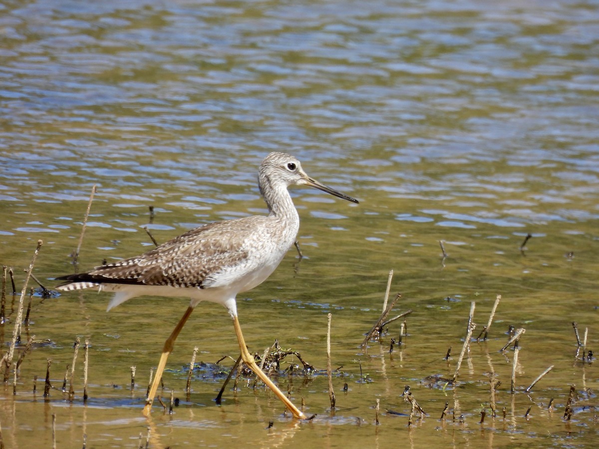 Greater Yellowlegs - ML632259273