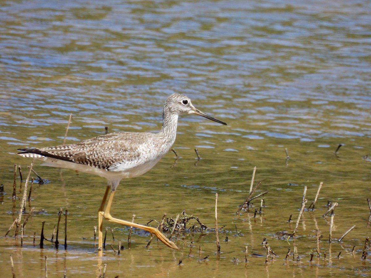 Greater Yellowlegs - ML632259274