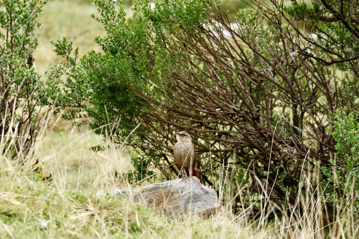 Striated Earthcreeper - ML632259307