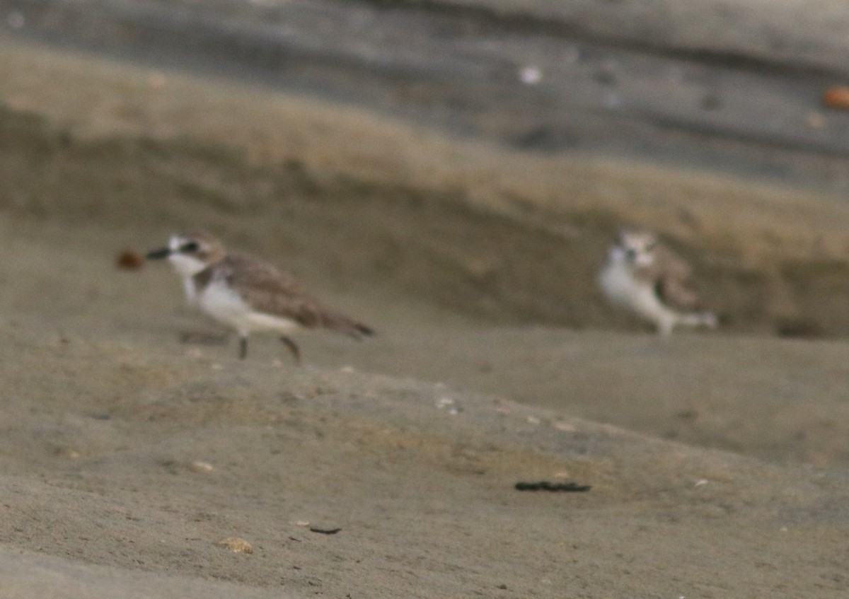 Tibetan Sand-Plover - ML632259346