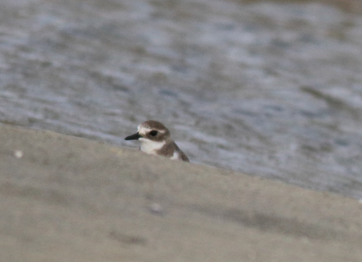 Tibetan Sand-Plover - ML632259347