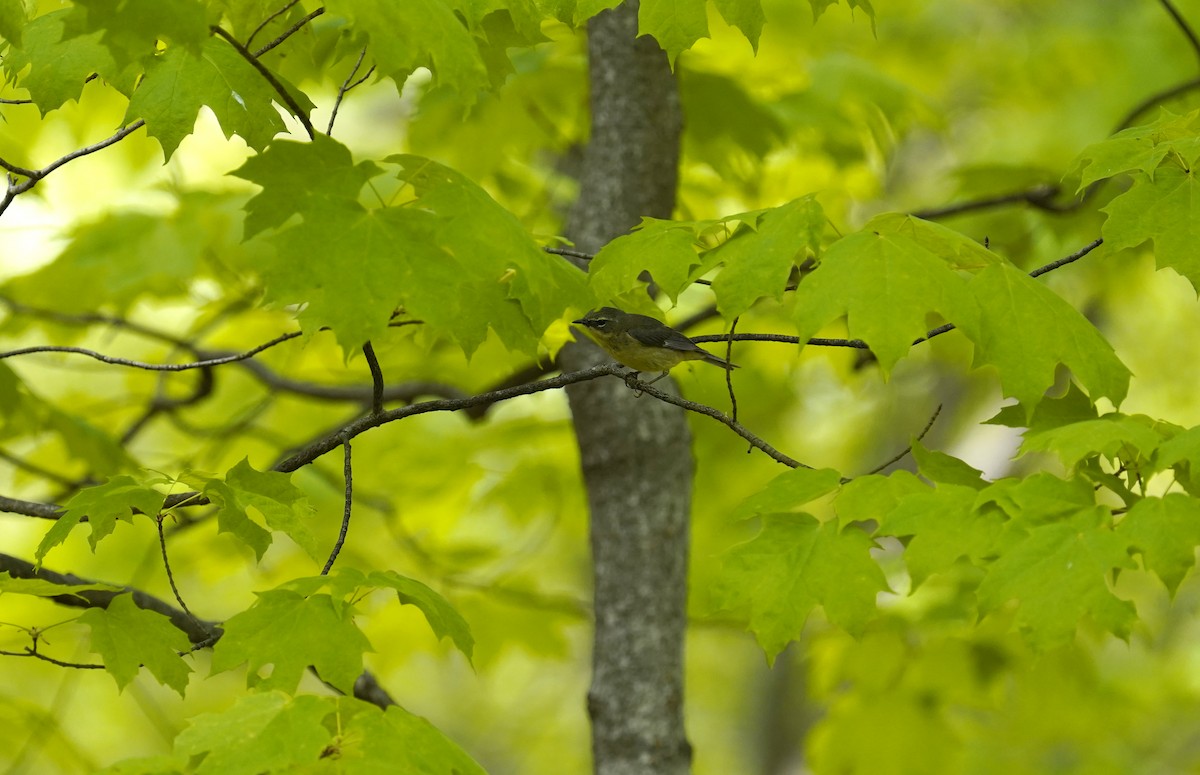 Black-throated Blue Warbler - ML632259430