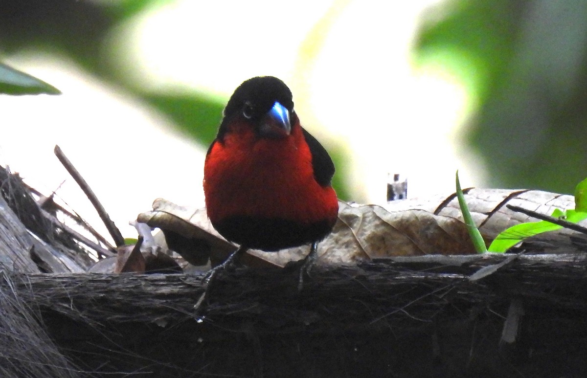 Western Bluebill - ML632259462