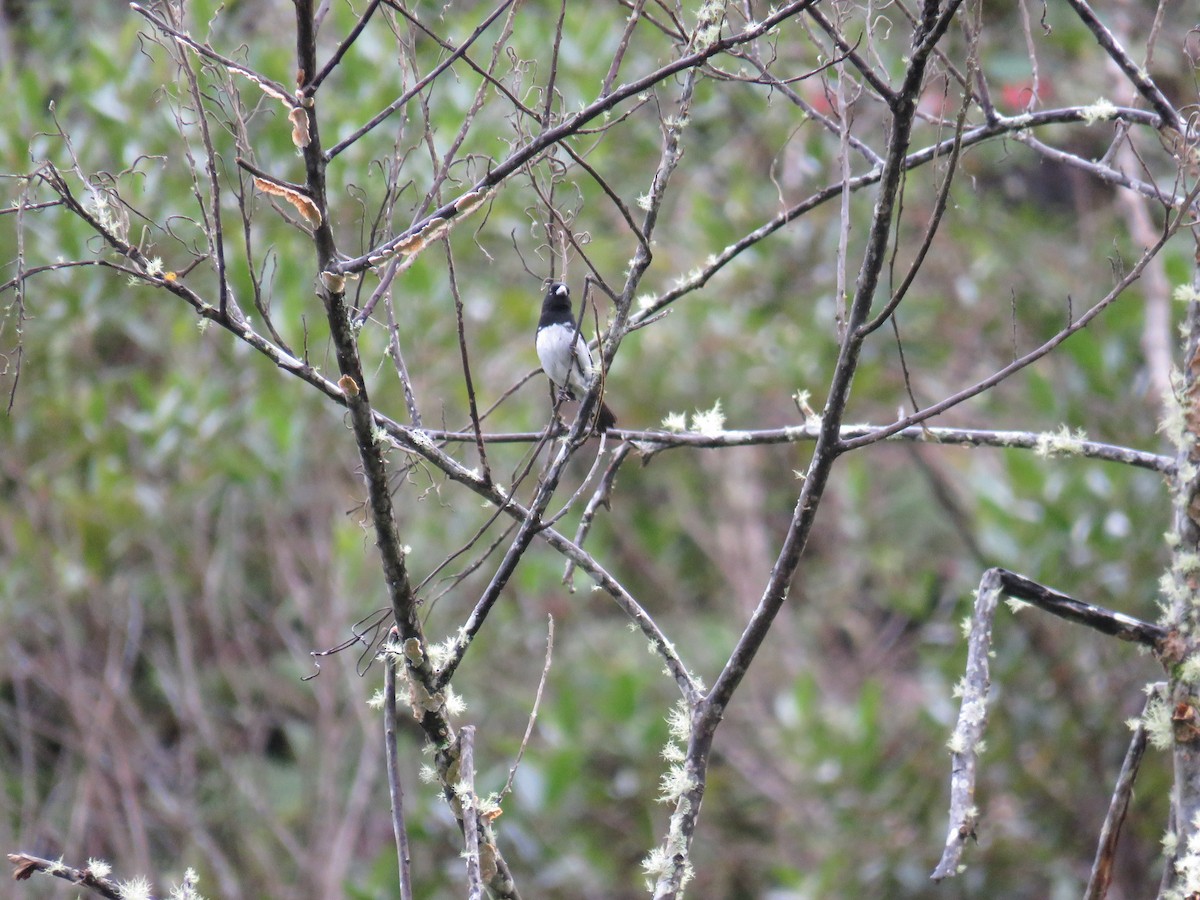 Black-and-white Seedeater - ML63225951