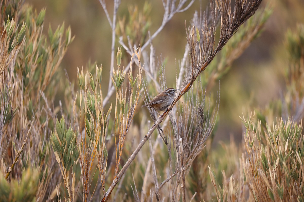 Timberline Wren - ML632259627