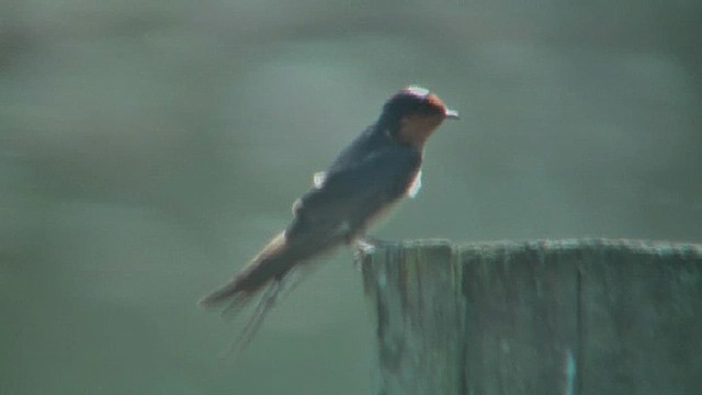 Welcome Swallow - ML632259716