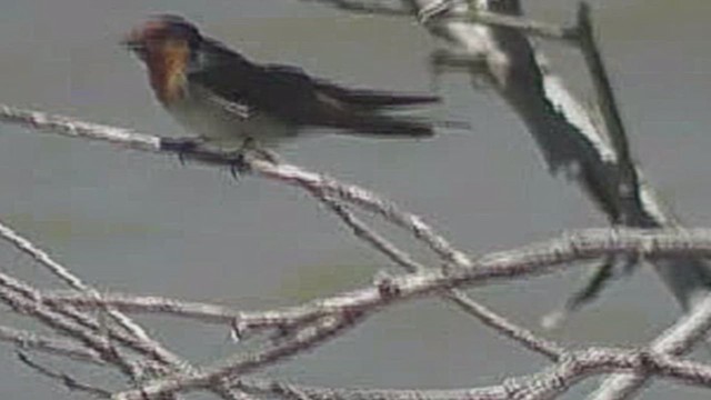 Welcome Swallow - ML632259723