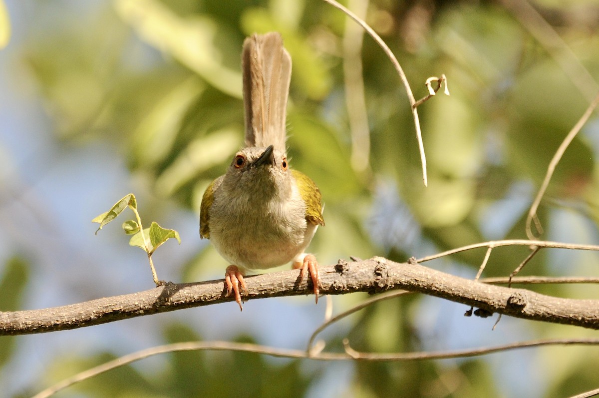 Green-backed Camaroptera (Gray-backed) - ML632259765