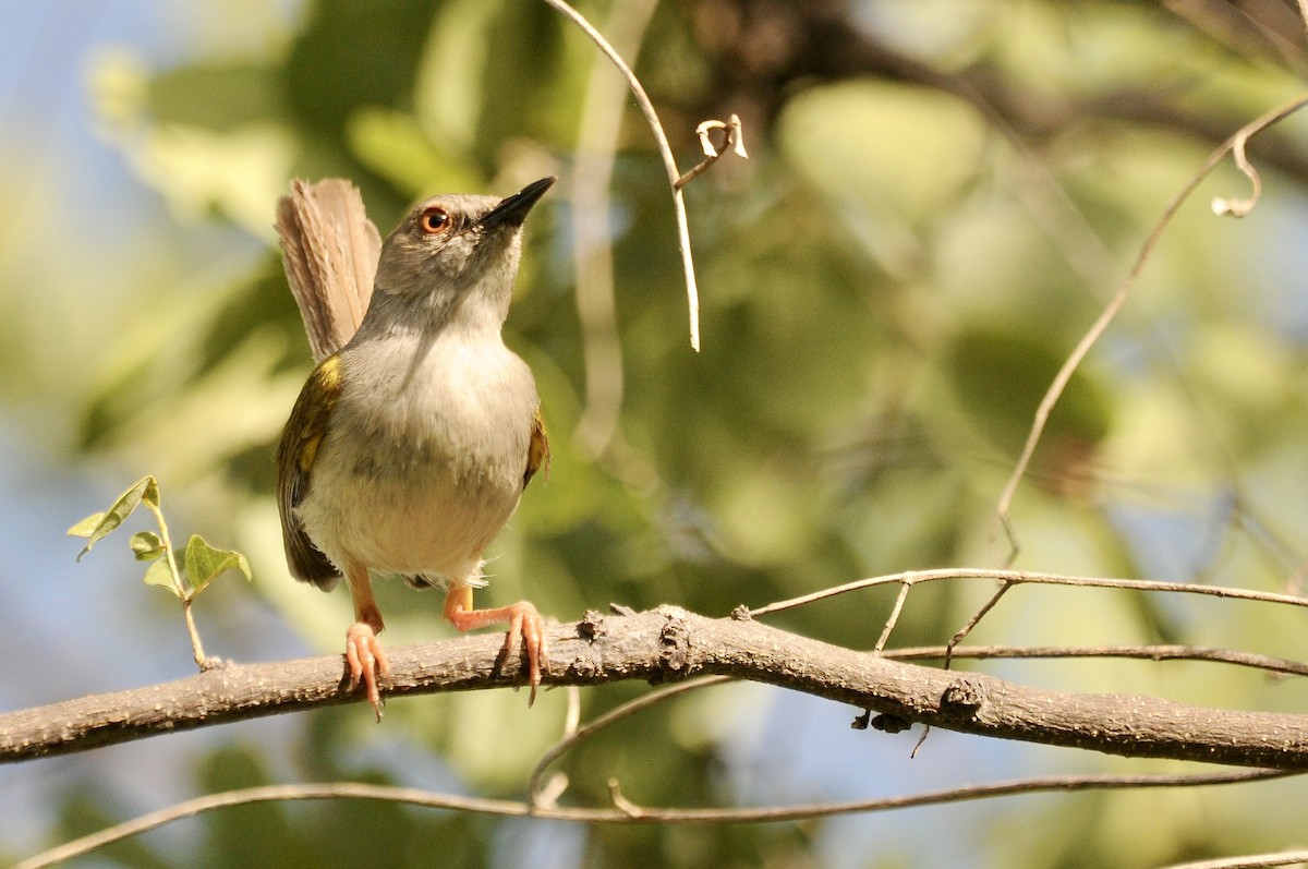 Green-backed Camaroptera (Gray-backed) - ML632259766