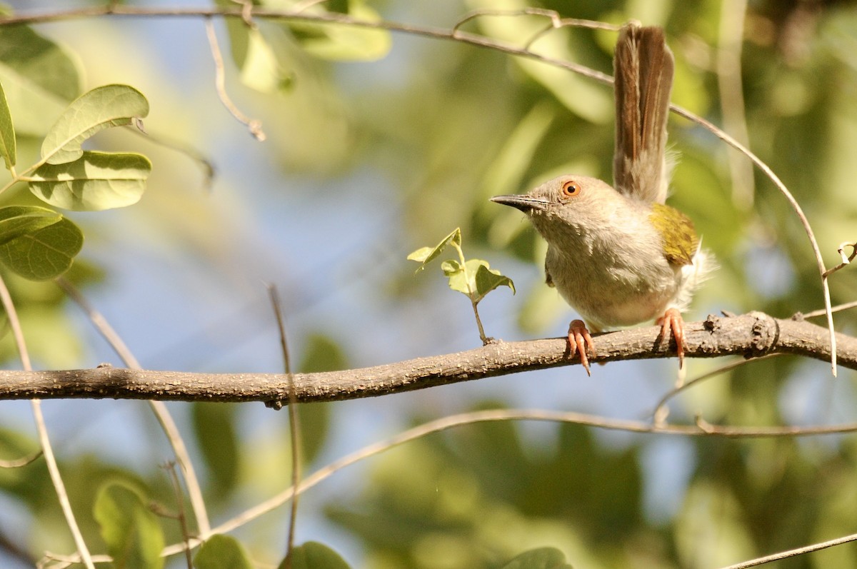 Green-backed Camaroptera (Gray-backed) - ML632259767