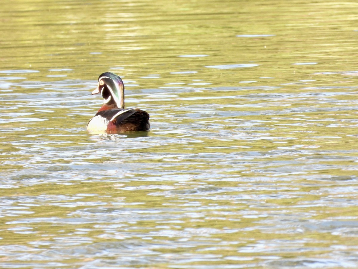 Wood Duck - ML632259857