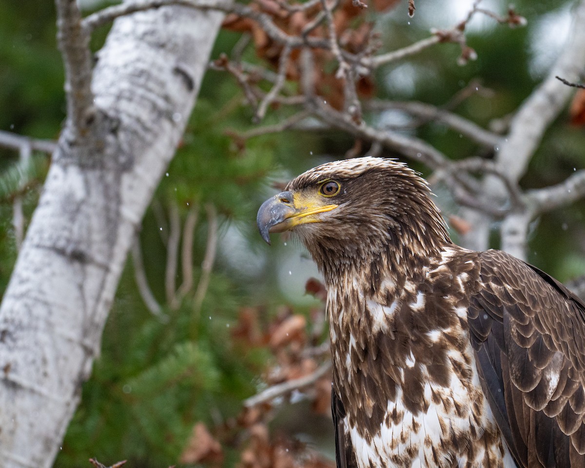 Bald Eagle - ML632259871