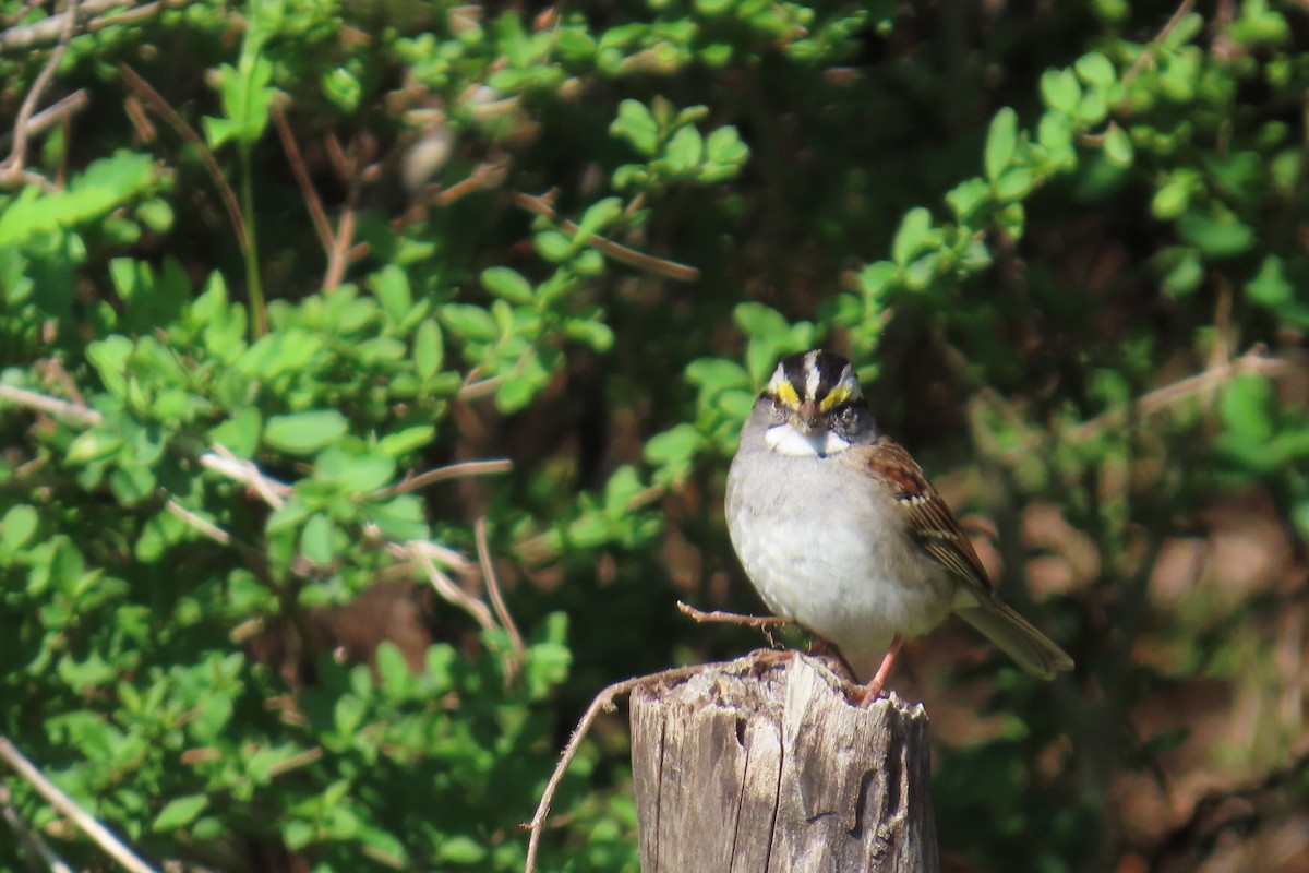 White-throated Sparrow - ML632259892